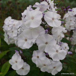 flioksai-'Mio-Moi-Mio'