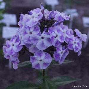 flioksai-‘Amadey‘