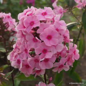 flioksai-‘America‘