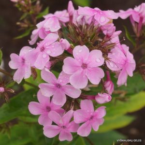 flioksai-‘Ariadna‘