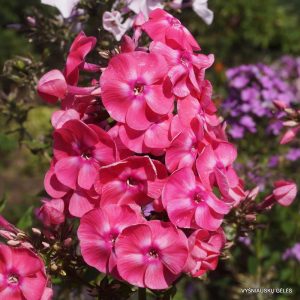 flioksai-‘Aurora‘