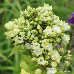 flioksai ‘Babje Leto‘