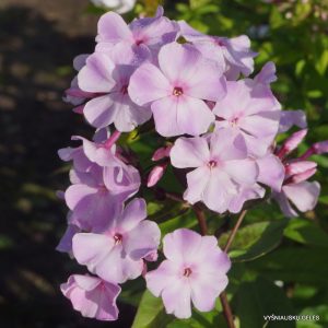 flioksai-‘Benefis‘