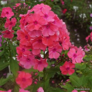 flioksai-‘Blondinka-v-Rozovom‘