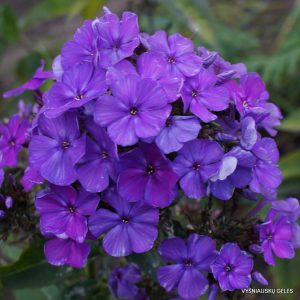 flioksai ‘Blue Night‘