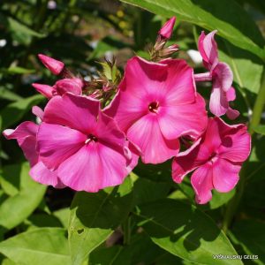 flioksai-‘Bordyurnyi‘-1