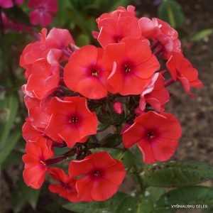 flioksai-‘Coquelicot‘