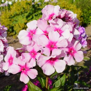 flioksai-‘Dachnyi‘