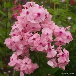 flioksai-‘Detskie-Sny‘