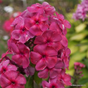 flioksai-‘Dymchatyi-Korall‘