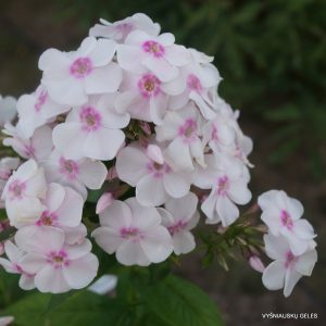 flioksai-‘Ernests-Sutas‘