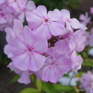 flioksai-‘Evdokiya‘