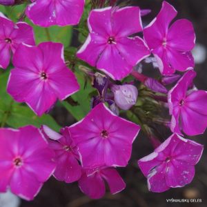 flioksai-‘Festivalnyi‘