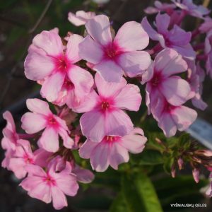 flioksai-‘Freda‘