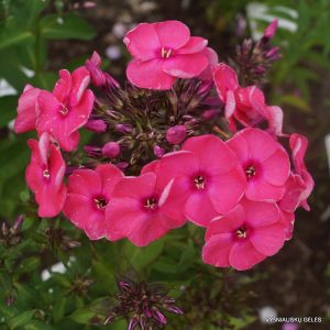 flioksai-‘Geburtstagskind‘