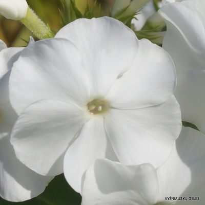 flioksai-‘Golub-Mira‘ (2)