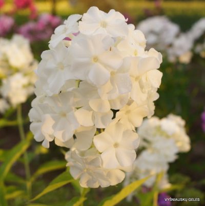 flioksai-‘Golub-Mira‘