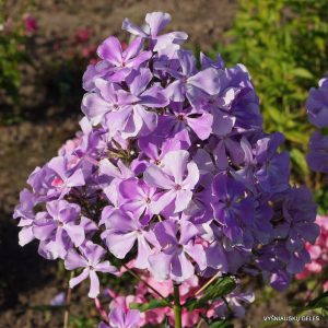 flioksai-‘Golubaya-Laguna‘