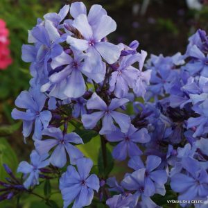 flioksai-‘Golubaya-Luna‘