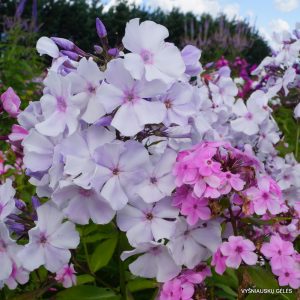 flioksai-‘Golubka‘