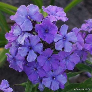 flioksai ‘Goluboi Vikhr‘