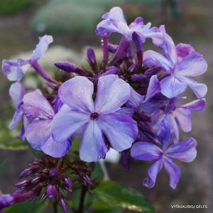 flioksai-‘Golubye-Tantsovshchitsy‘