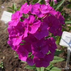 flioksai-‘Goncharov‘