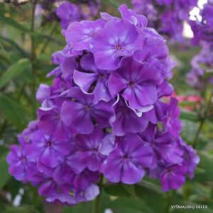 flioksai-‘Gordyi‘