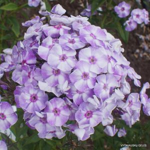 flioksai ‘Iceberg‘