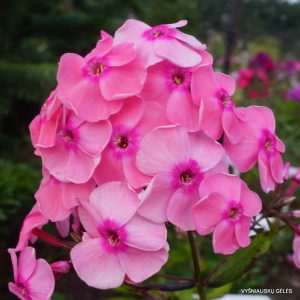 flioksai-‘Iedzenu-Mainīgā‘