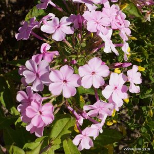 flioksai-‘Iedzenu-Ābelzieds‘