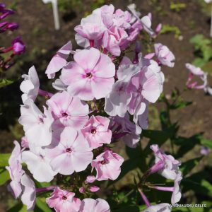 flioksai-‘Imeniny-Serdtsa‘