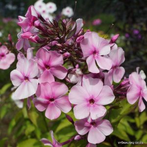 flioksai-‘Indra‘