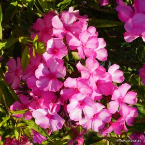 flioksai-‘Kamilla‘