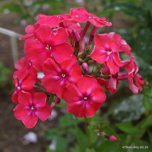 flioksai-‘Karminbrand‘