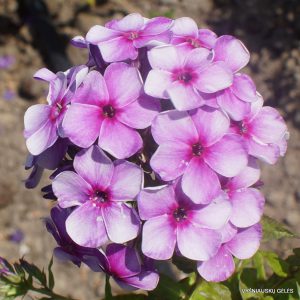 flioksai ‘Khuligan‘