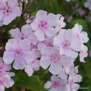 flioksai-‘Kiseinaya-Baryshnya‘