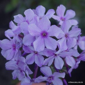 flioksai-‘Kolibri‘