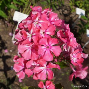 flioksai-‘Korallovyi-Syurpriz‘