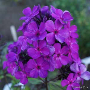 flioksai-‘Krond‘