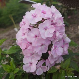 flioksai-‘Kroshechka-Kharoshechka‘