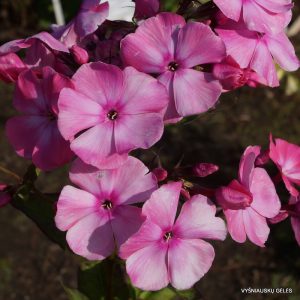 flioksai-‘Kurortnyi-Roman‘