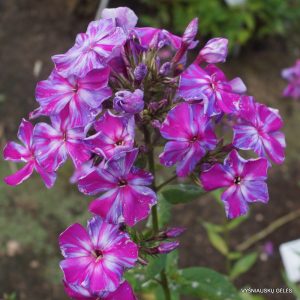 flioksai-‘Lasse‘