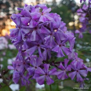 flioksai-‘Letuchii-Gollandets‘