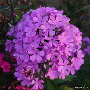 flioksai-‘Lucs-Lilac‘