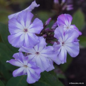 flioksai-‘Lunnyi-Kamen‘