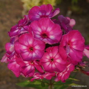 flioksai-‘Lyubov-Polishchuk‘