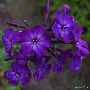 flioksai-‘Magiya‘