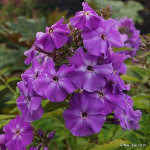 flioksai-‘Malenkii-Khameleon‘