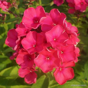 flioksai ‘Malinovka‘